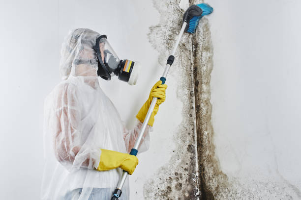 Best Mold Removal Near Me  in Bellevue, WA