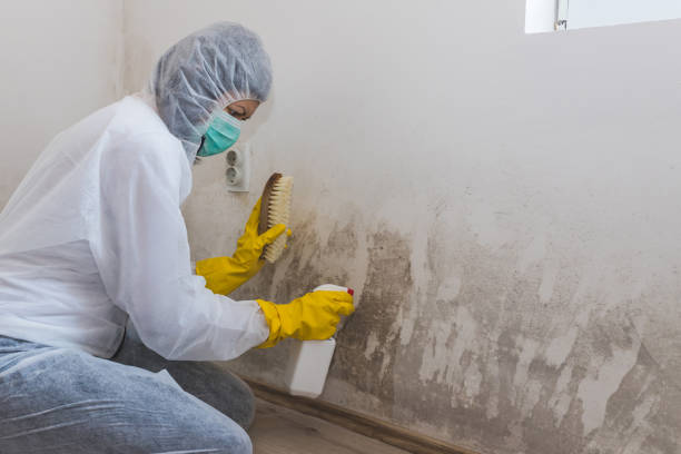 Best Mold Testing  in Bellevue, WA