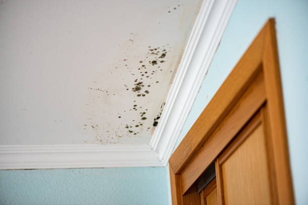 Best Black Mold Removal  in Bellevue, WA
