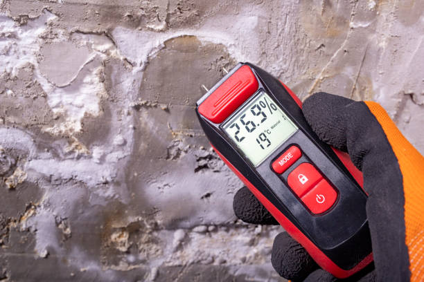 Best Toxic Mold Removal  in Bellevue, WA