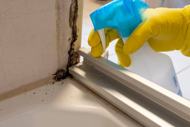 Best Commercial Mold Removal  in Bellevue, WA