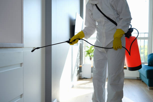 Best Same-Day Mold Removal  in Bellevue, WA