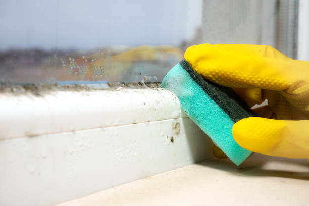 Trusted Bellevue, WA Mold Removal Experts