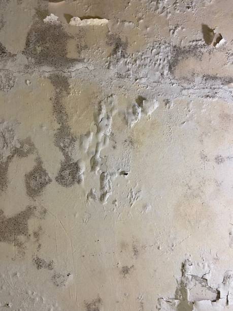 Best Fast Mold Removal  in Bellevue, WA