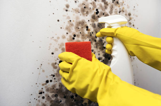 Best Best Mold Removal Companies  in Bellevue, WA