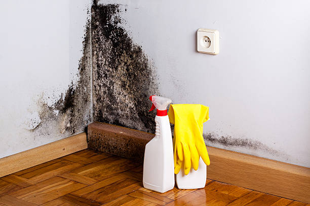 Office Mold Removal Services in Bellevue, WA