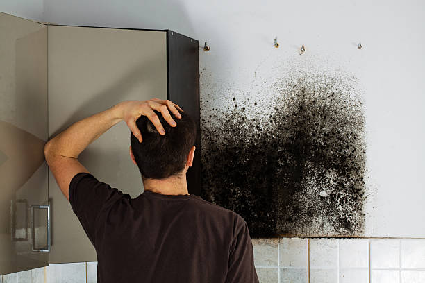 Crawl Space Mold Removal in Bellevue, WA