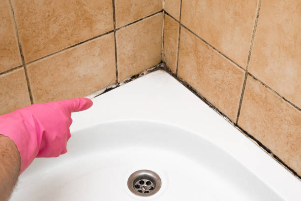 Best Mold Testing  in Bellevue, WA